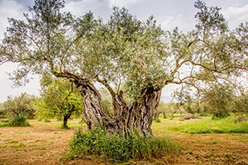 Ancient Foods Keros Organic Extra Virgin Olive Oil Cold Pressed – Greek EVOO, High Polyphenol Olive Oil from 1000 Year Old Trees from Greece – Ideal for Cooking, Salads & Gourmet Dishes – 101oz (3L)