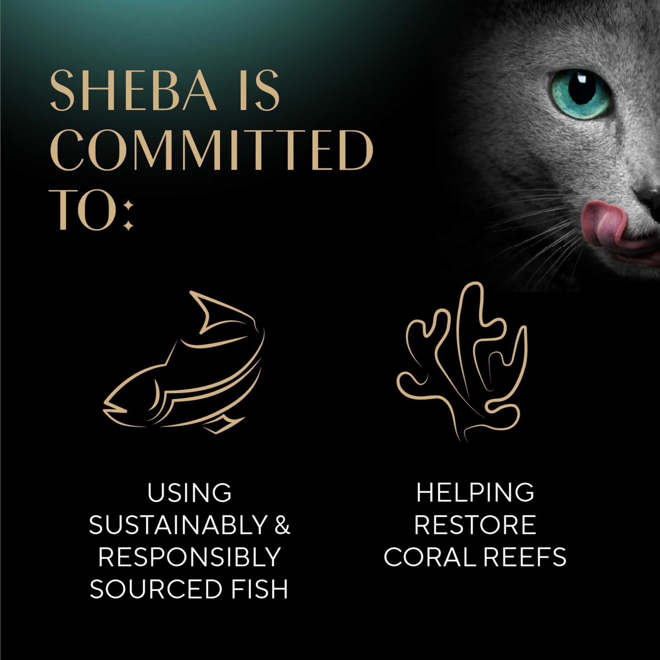 Sheba Perfect Portions Kitten Wet Cat Food Pate Chicken Entree, Salmon Entree, and Turkey Entree, 2.6 oz. Twin-Pack Trays (24 Count, 48 Servings)